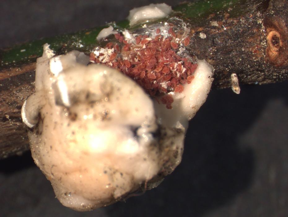 Crawlers hatching beneath a wax scale. Photo: SD Frank
