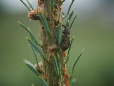 Weevil feeding on Fraser fir shoot