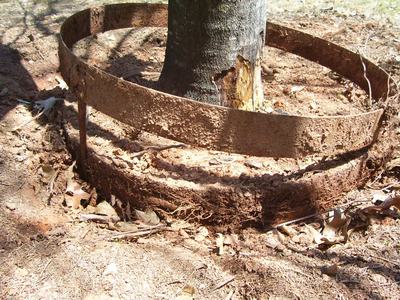 metal edging causes root restriction