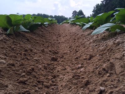 Furrowed soil between rows of young green tobacco plants