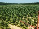 Tobacco field with rows of green plants and red irrigation equipment in foreground