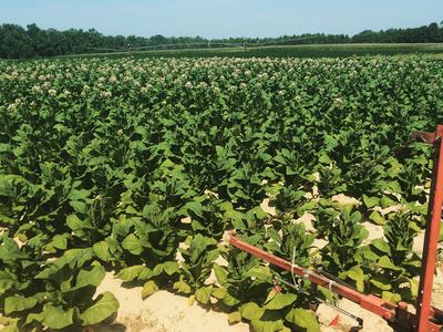 Tobacco field with rows of green plants and red irrigation equipment in foreground