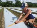 Researcher planting a hemp plant in a field