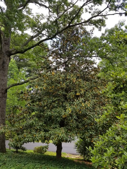 Evergreen leaf drop 3