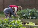 A volunteer helping a student garden