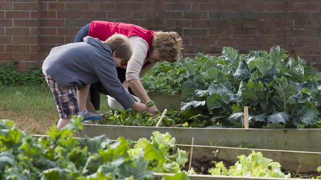 A volunteer helping a student garden
