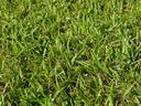 picture of centipede grass