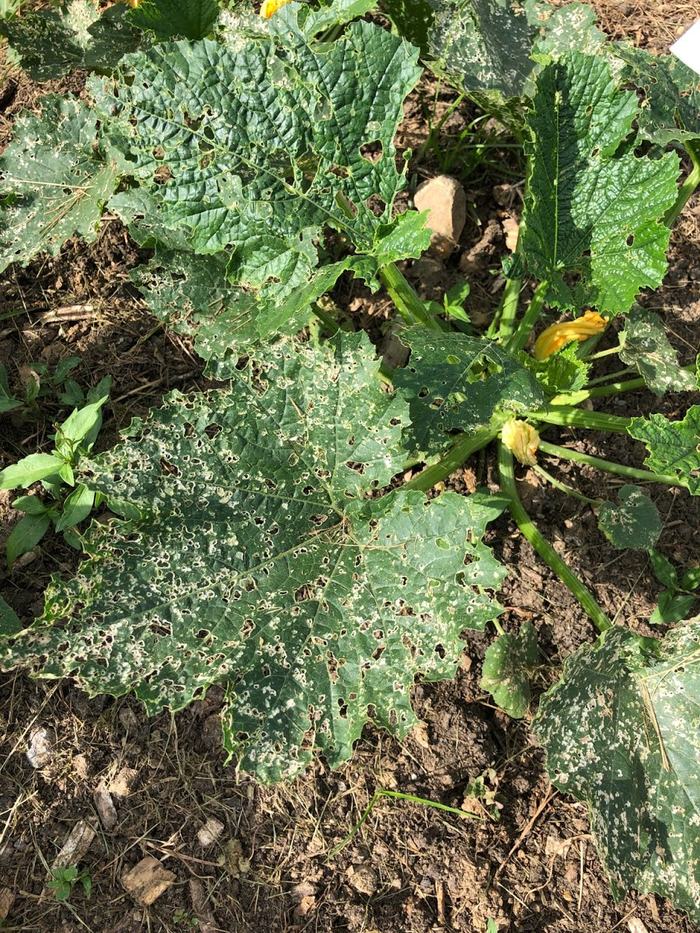 cucumber feeding damage on squash plant