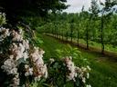 Apple orchard with mountain laurel on border