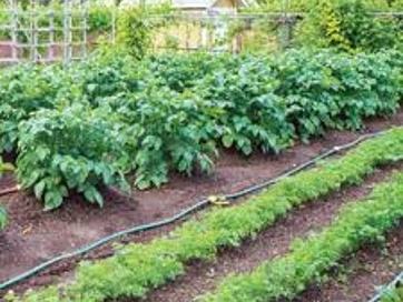 Vegetable garden with multiple planted rows and drip-irrigation hoses