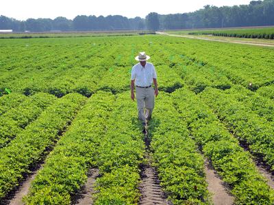 A farmer walks between rows of peanuts in the field.