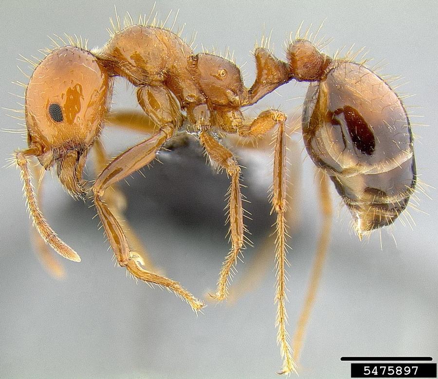 red imported fire ant major worker 