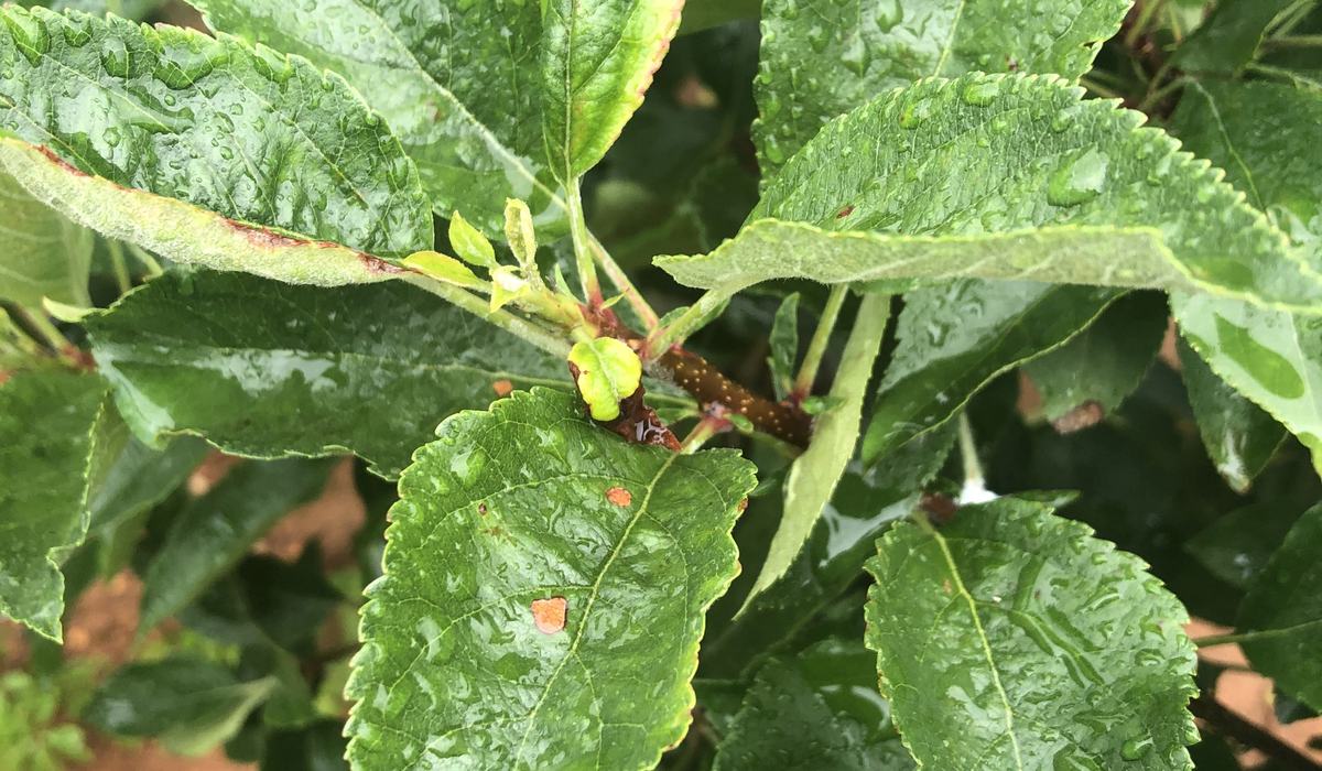 Apple Disease Update: June 16, 2020 - Southern Appalachian Apples | NC ...