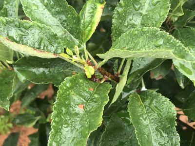 Glomerella leaf spot on 'Gala'