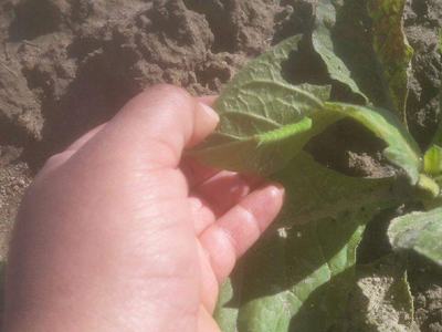 Hand holding a green leaf of a young plant above dry soil