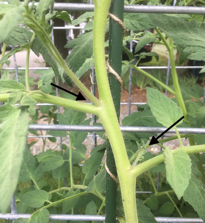 Suckers on indeterminate tomato vine. Photo taken by author.