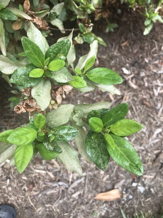 azalea lacebug
