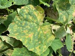 Cucumber vine leaves showing yellow mottled spots and green veins
