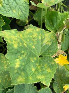 Cucumber downy mildew