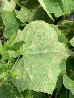 Dark spores on underside of the leaf