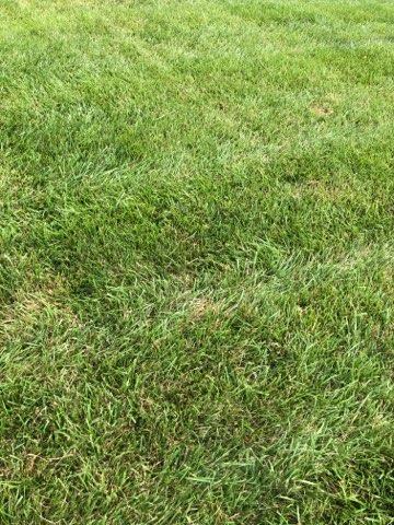fescue with rust disease
