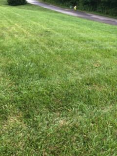 Lawn