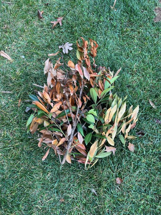 The only action gardeners can take is to cut out dead branches.