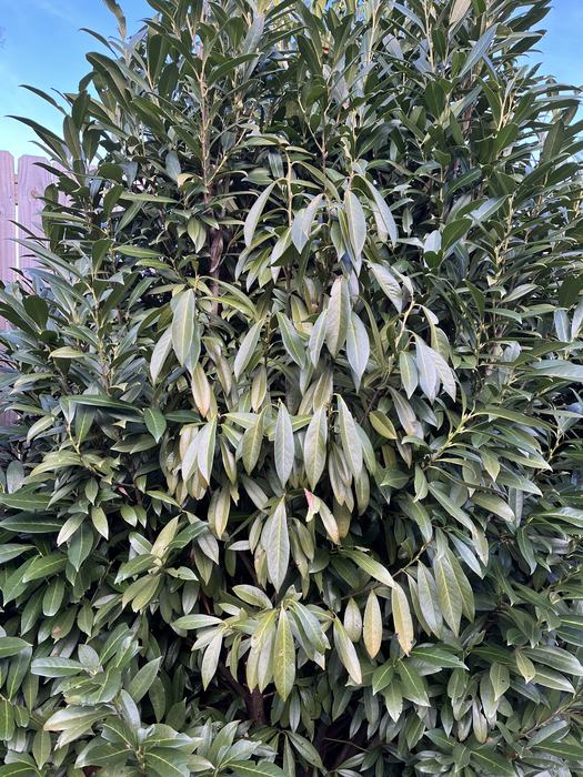 First signs of canker is flagging leaves on affected limb