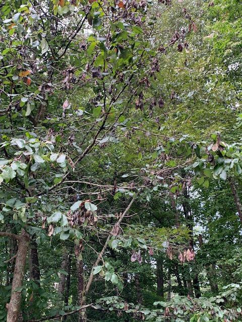 bot canker on sourwood tree