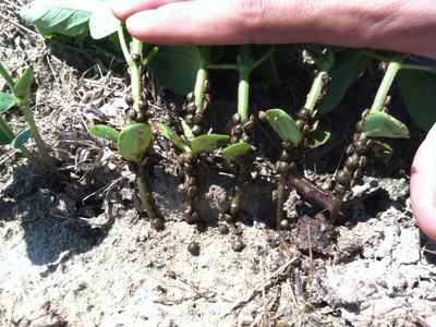 Seedling stems and cotyledons covered in clusters of small brown beetles, fingers for scale