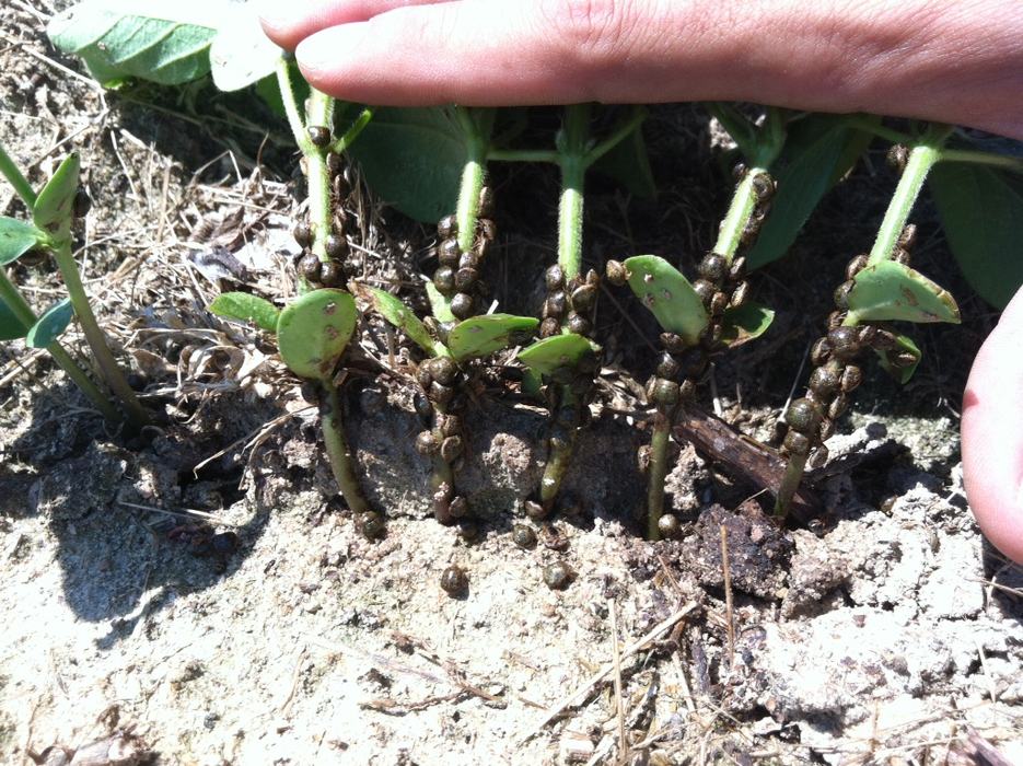 Kudzu bug adults