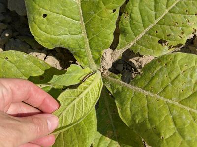 Yellow-striped armyworm larvae feeding in tobacco.