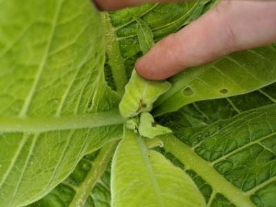 Finger touching fuzzy green leaf bud with small green caterpillar and droppings