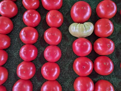 Rows of red tomatoes on a dark mat with one pale green, misshapen tomato