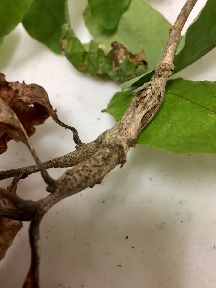 bot canker wounds