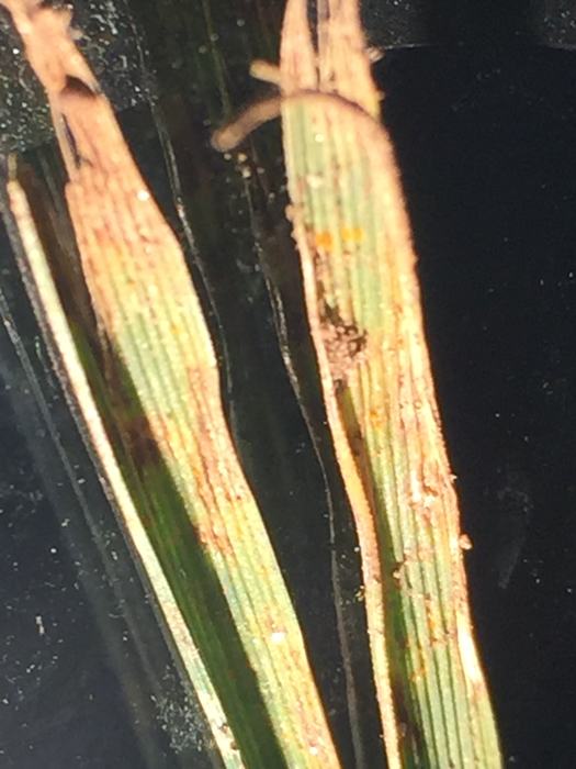 Up close rust