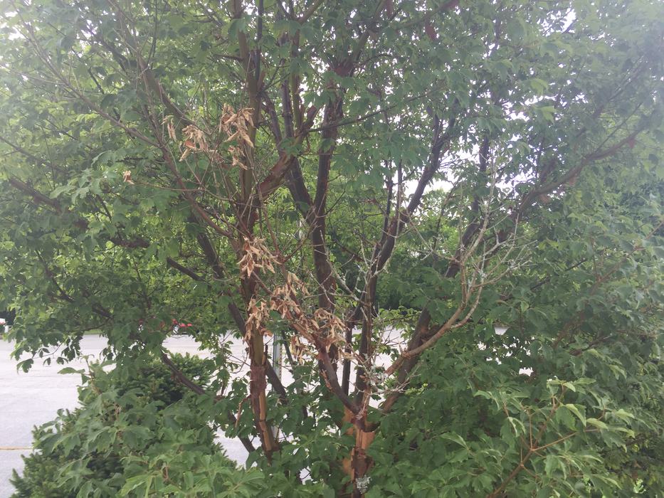 tree decline