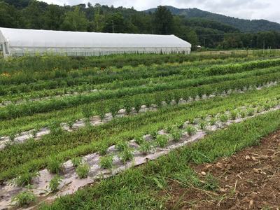 Rows of young plants on plastic mulch with a white greenhouse and wooded hills