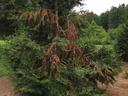 bear damage to leyland cypress