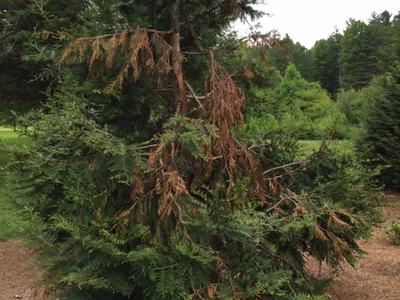bear damage to leyland cypress