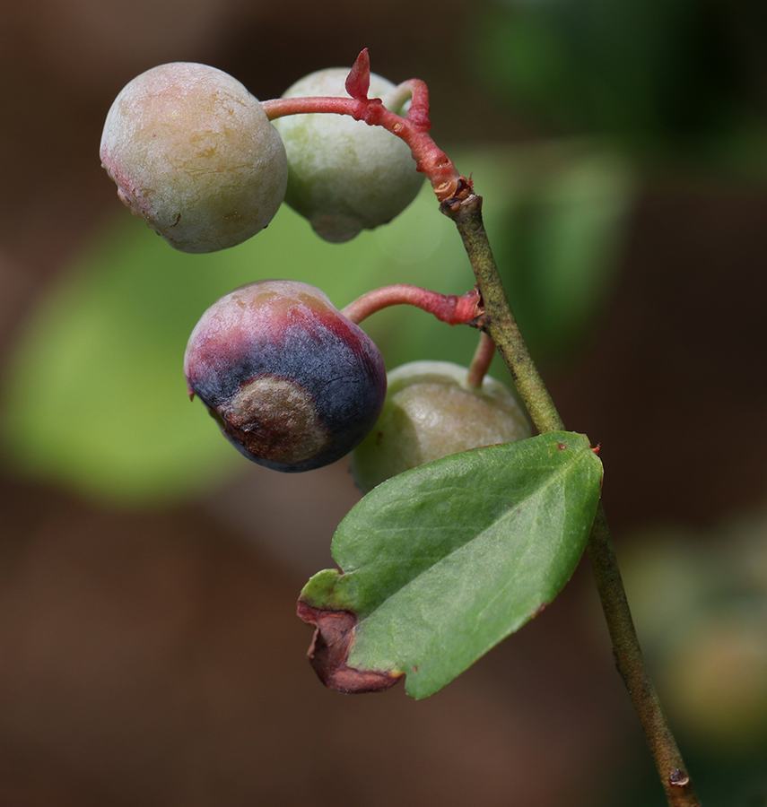 Blueberries