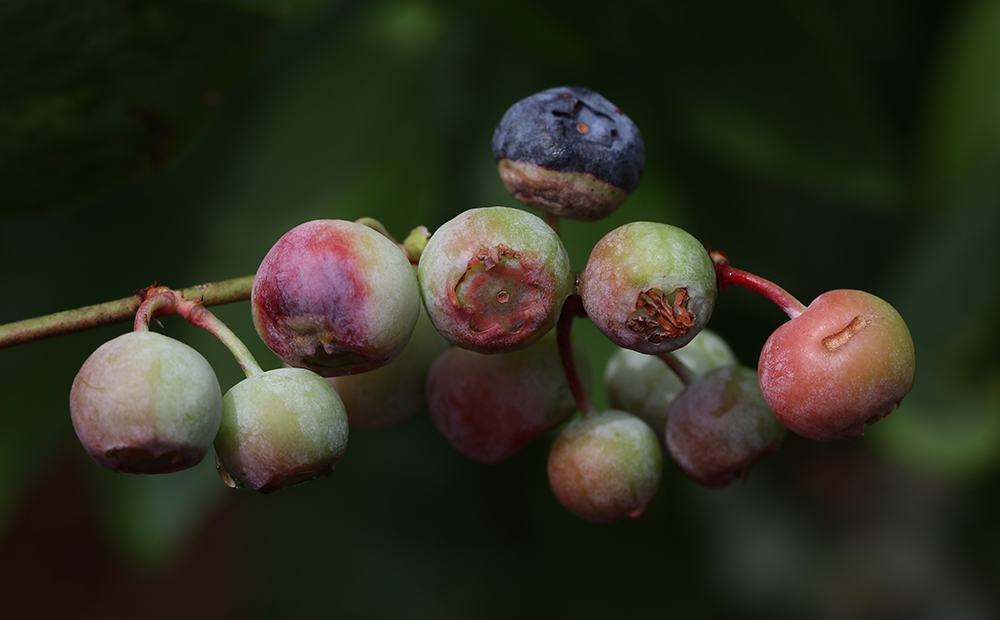 Blueberries