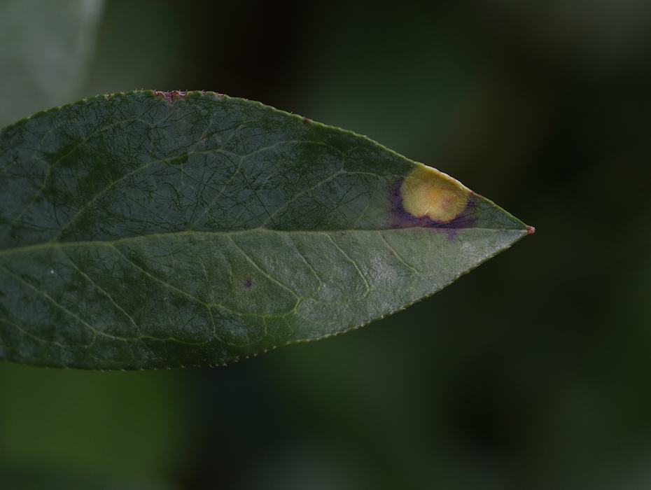 Leaf spot