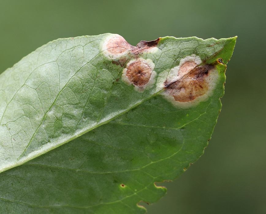 Leaf spots
