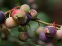 Cluster of ripening blueberries on a branch, some berries partially eaten or blemished