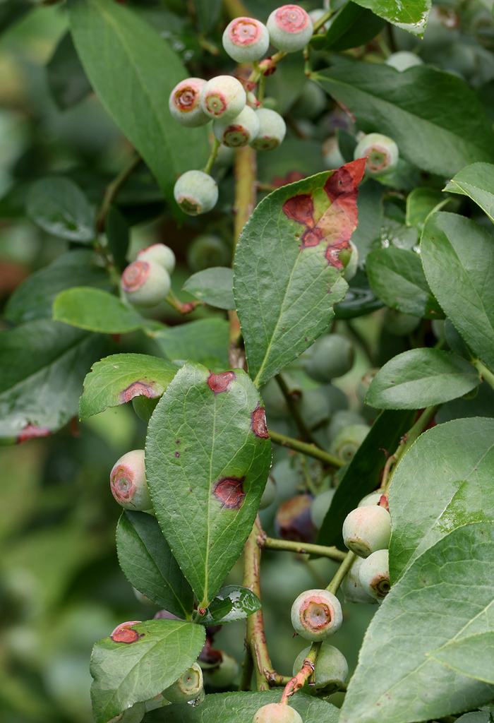 Leaf spots