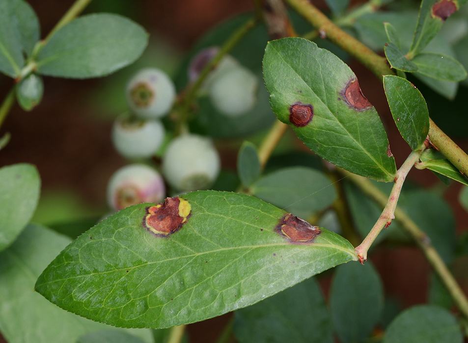 Leaf spots