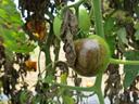 Late blight on tomato fruit