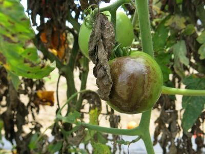 Late blight on tomato fruit