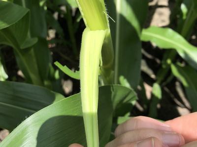 Hand peeling corn leaf sheath away from a young corn stalk